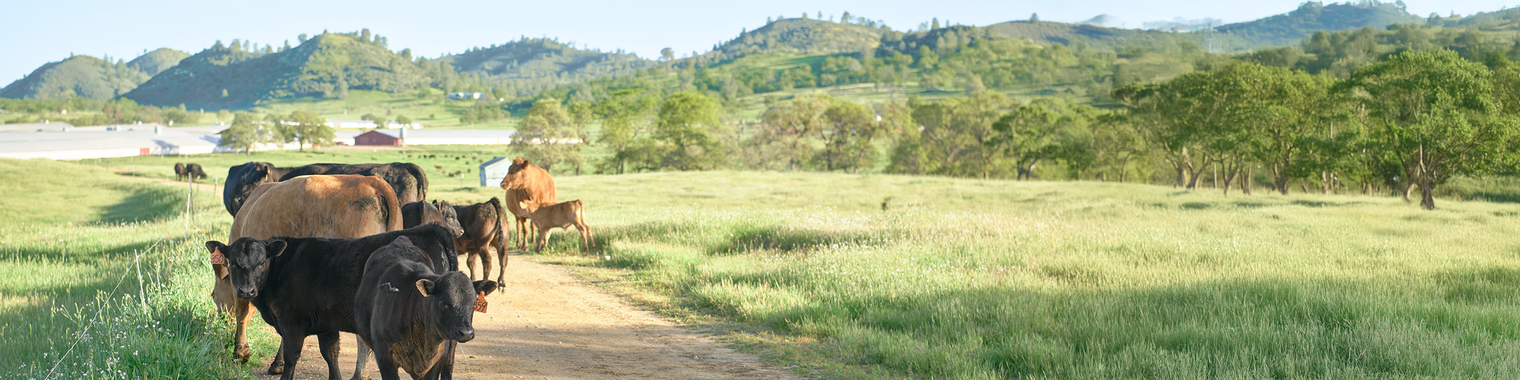I'm a 4th Generation Turkey Farmer and Organic Standards Simply Aren't Enough