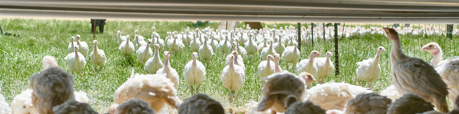 Regenerative Birds Are Healthier Birds – it’s Science